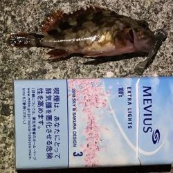 フロート何もこず