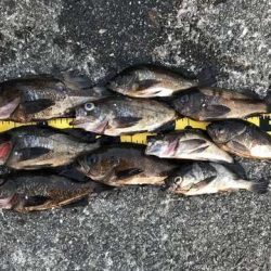 思ってたよりは釣れなかったけど・・・