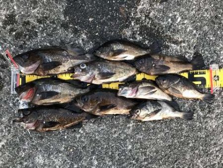 思ってたよりは釣れなかったけど・・・