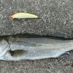 今春初のシーバス