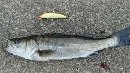 今春初のシーバス