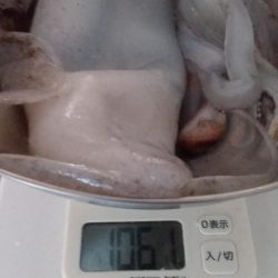 アジングロッドでエギング