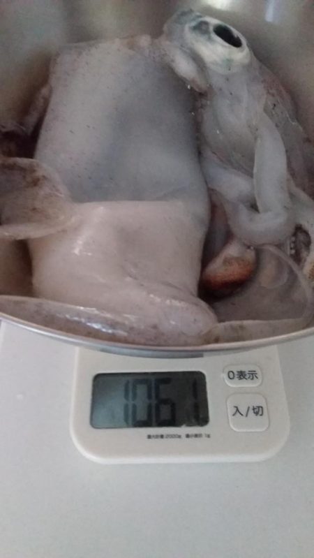 アジングロッドでエギング