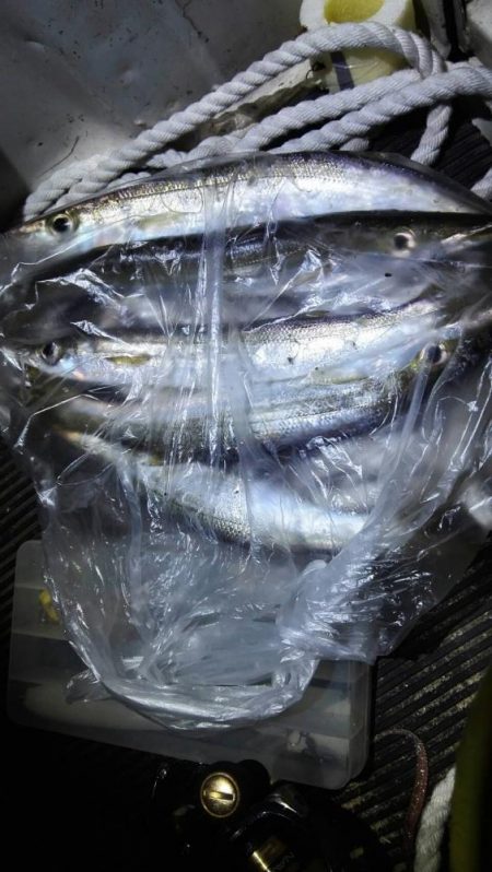 大井川港ではカマス、焼津港ではメバルなど