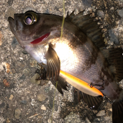 メバル活性上がりましたね