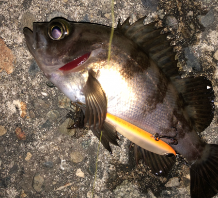 メバル活性上がりましたね