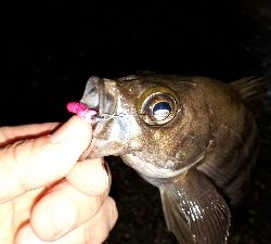 雨上がりの調査
