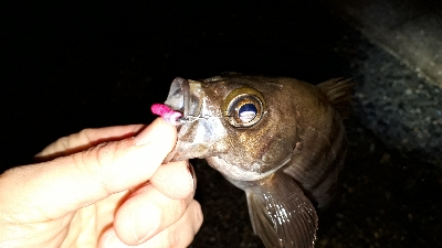 雨上がりの調査