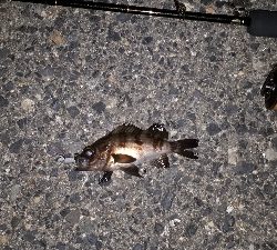 ご近所メバリングへ