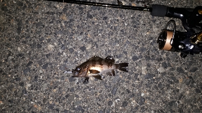 ご近所メバリングへ