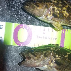 なかなかのサイズが出るようになってきました