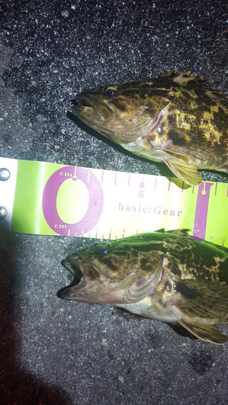 なかなかのサイズが出るようになってきました