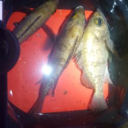 日本鋼管電気浮きからのメバリング