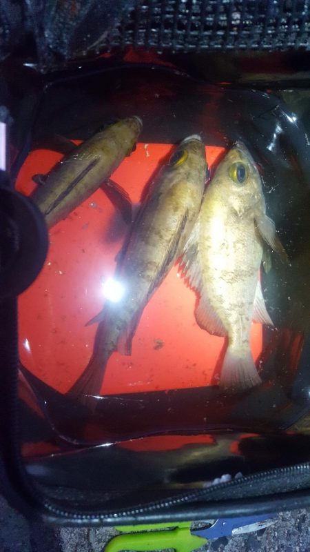 日本鋼管電気浮きからのメバリング