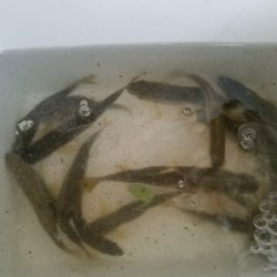 淡水小物釣り ~イイ感じ♪~