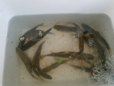 淡水小物釣り ~イイ感じ♪~