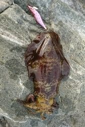 エギング釣行その13