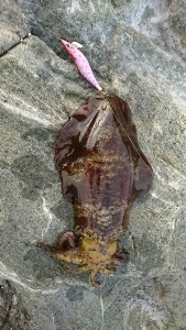 エギング釣行その13