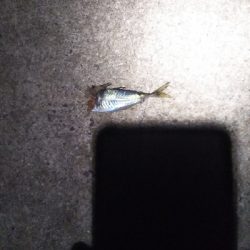 イカじゃなく、まさかの!