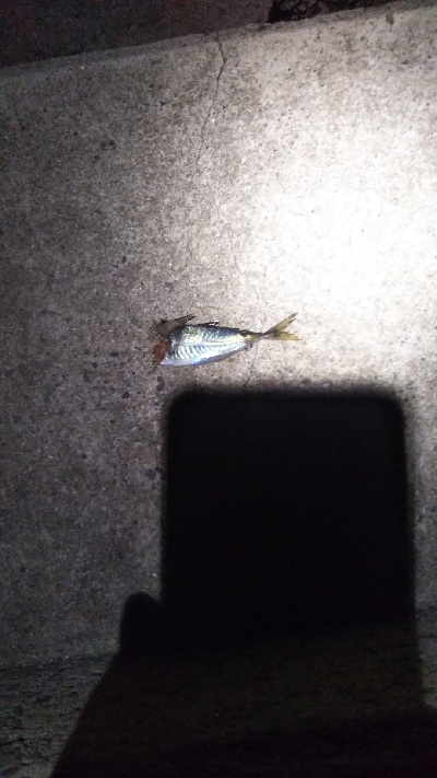 イカじゃなく、まさかの!