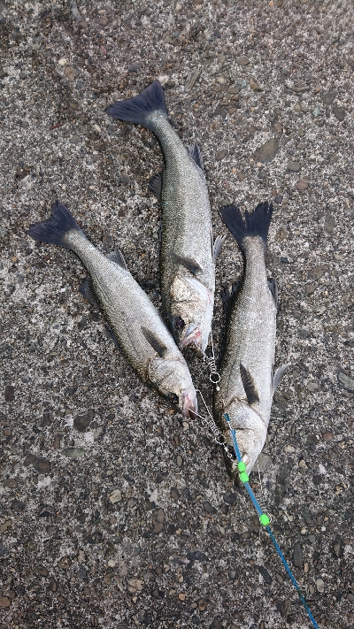 シーバストリオ完成