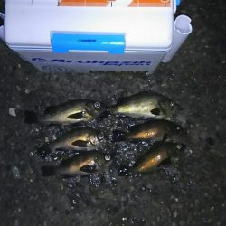 テトラでメバル釣り