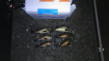 テトラでメバル釣り