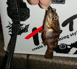 アジ探しメバリング