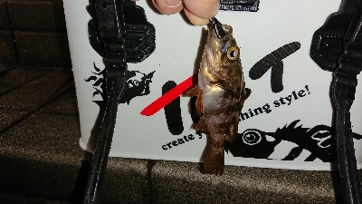 アジ探しメバリング