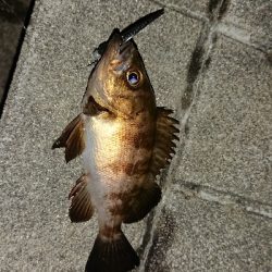 アジ探しメバリング２日目