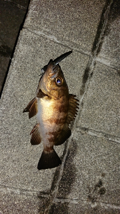 アジ探しメバリング２日目