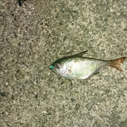 アジングリベンジ