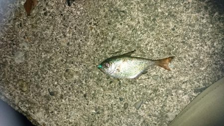 アジングリベンジ