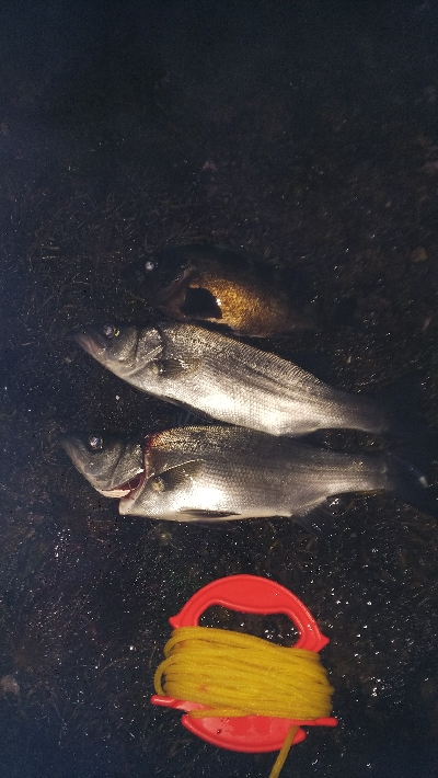 新地開拓の末に