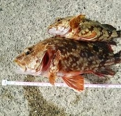 久しぶりの釣行