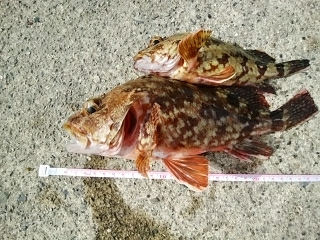 久しぶりの釣行