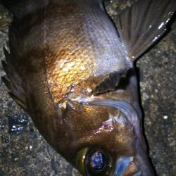 陸っぱり自己記録更新！