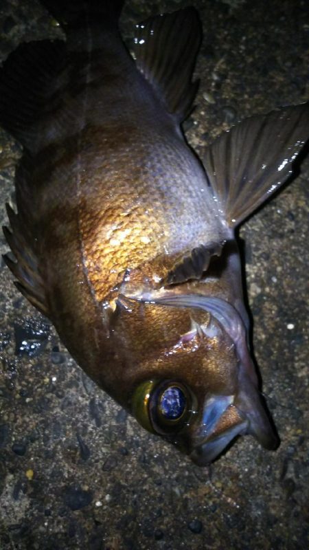 陸っぱり自己記録更新！