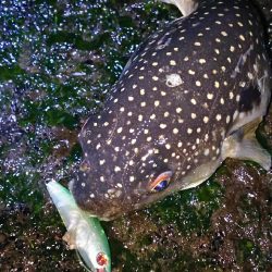 爆風メバルプラッギング！