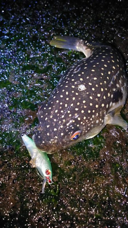 爆風メバルプラッギング！