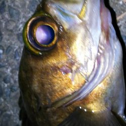 毎日メバル！でもアジもそろそろ釣りたい！