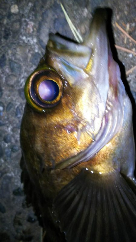 毎日メバル！でもアジもそろそろ釣りたい！