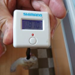 春のティップラン