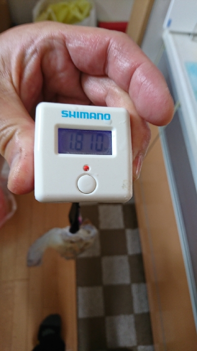 春のティップラン