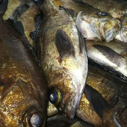 メバルプラッギング!