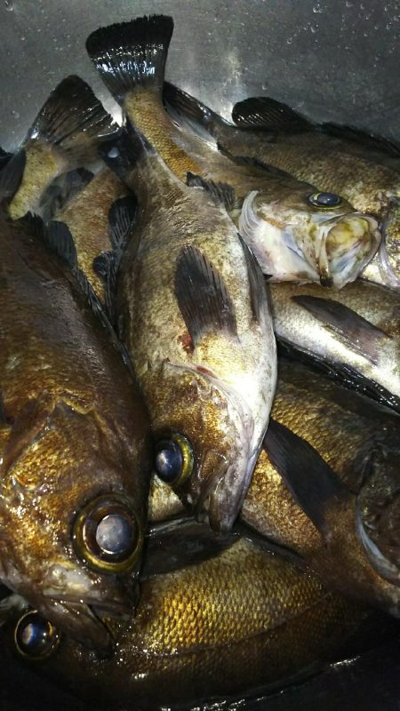 メバルプラッギング!