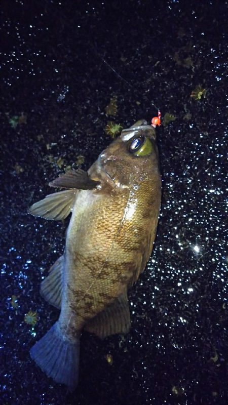 様子がおかしい