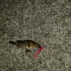 メバリングのつもり