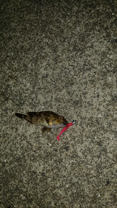 メバリングのつもり