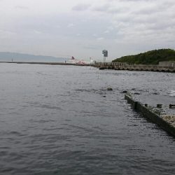 雨天前にシーバス